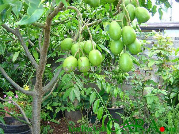 Cây cóc thái | Giống cây hoa quả